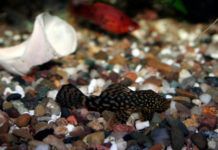 Come pulire l’acquario d’acqua dolce 1165 0 Come pulire l acquario d acqua dolce_ok